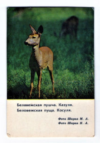 Календарі Календари ^/--/^ KA Календарь 1984 Косуля ^_^^^ KA Календар 1984 Косуля - фото фото фото