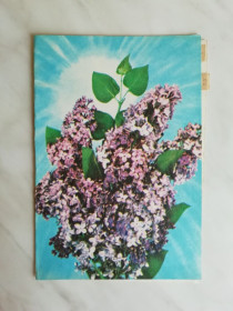 СРСР СССР ^/--/^ Телеграмма Фото Дергилева 1980 /--/ г. ^_^^^ Телеграма Фото Дергілева 1980 /--/ р. - фото фото фото
