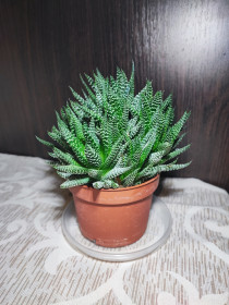 Кімнатні Комнатные ^/--/^ Хавортія Радула     (haworthiopsis attenuata var. radula) ^_^^^ Хавортия Радула (haworthiopsis attenuata var. radula) - фото фото фото