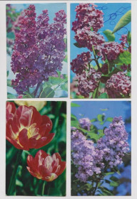 СРСР СССР ^/--/^ ЦВЕТЫ  1973, 1975, 1976, 1981, 1982 г.  Издательство ПЛАНЕТА  МАТАНОВ  п/п  11 шт.  ^_^^^ Квіти 1973, 1975, 1976, 1981, 1982 р. Видавництво ПЛАНЕТА МАТАНОВ п/п 11 шт. - фото фото фото