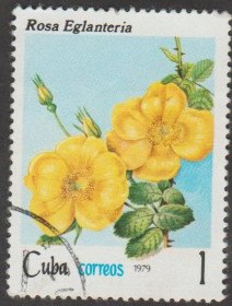Острівні держави Островные государства ^/--/^ Куба 1979 флора цветы ^_^^^ Куба 1979 флора квіти - фото фото фото