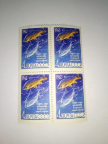 СРСР - СССР - ^/--/^ СССР 1962 г. РЫБЫ. САЗАН И ЛЕЩ (4 коп), квартблок, Сол. 2732, чистые, с клеем, без наклеек. (2) ^_^^^ СРСР 1962 р. Риби. САЗАН І ЛЕЩ (4 коп), квартблок, Сол. 2732, чисті, з клеєм, без наклейок. (2) - фото фото фото