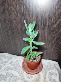Кімнатні Комнатные ^/--/^ Каланхое повстисте     (kalanchoe tomentosa) ^_^^^ Каланхе повстисте (kalanchoe tomentosa) - фото фото фото