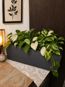 Горщики Горшки ^/--/^ Балконний ящик для квітів Lamela Begonia Rattan   (56 см, графіт, ротанг) ^_^^^ Балконный ящик для цветов Lamela Begonia Rattan (56 см, графит, ротанг) - фото фото фото