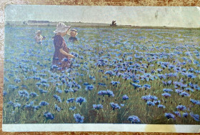 Листи, фото Письма, фото ^/--/^ Стара листівка. Волошкове поле ^_^^^ Старая открытка. Волошково поле - фото фото фото