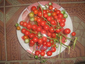 Насіння Семена ^/--/^ Насiння томату Iva`s Red Berry ^_^^^ Насечение томата комнатного сорта Micro Tom - фото фото фото