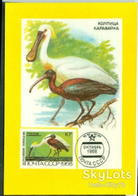 Календарі Календари ^/--/^ СССР 1991 фауна птицы картмаксимум на календарике 1968 СК 3597 ^_^^^ СРСР 1991 фауна птиці картмаксимум на календарику 1968 СК 3597 - фото фото фото