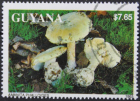 Інше Другое ^/--/^ Гайана Флора Грибы 1993 ^_^^^ Гайана Флора Гриби 1993 - фото фото фото