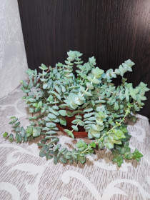 Кімнатні Комнатные ^/--/^ Красула рупестріс     (crassula rupestris) ^_^^^ Красотула рупестрис (crassula rupestris) - фото фото фото
