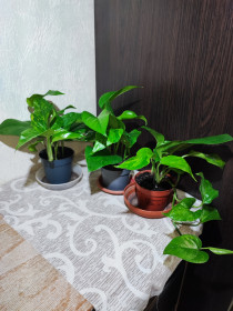 Кімнатні Комнатные ^/--/^ Епіпремнум   (epipremnum pinnaturr golden pothos) ^_^^^ Эпипремнум (epipremnum pinnaturr golden pothos) - фото фото фото