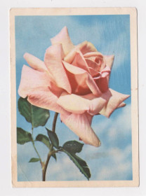 СРСР СССР ^/--/^ ТРОЯНДА - РОЗА = ДМПК 1963 р. = ГАЙЛИТИС = п/п  + ^_^^^ РОЯНДА - РОЗА = ДМПК 1963 г. = ГАЙЛИТИС = п/п + - фото фото фото