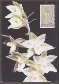Європа Европа ^/--/^ Лихтенштейн 2004 ОРХИДЕЯ Epipactis purpurata РАСТЕНИЯ ЦВЕТЫ ФЛОРА БОТАНИКА ПРИРОДА 1,20 Fr КМ Mi.1354 ^_^^^ Ліхтенштейн 2004 ОРХІДЕЯ Epipactis purpurata РАСТІННЯ КВІТИ ФЛОРА БОТАНІКА ПРИРОДУ 1,20 Fr КМ Mi.1354 - фото фото фото