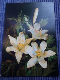 СРСР СССР ^/--/^ Цветы. Композиция. СССР 1989 /--/ г. ^_^^^ Квіти. Композиція. СРСР 1989 /--/ р. - фото фото фото