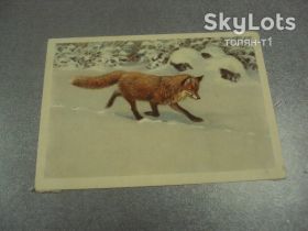 СРСР СССР ^/--/^ открытка лисица 1954 трофимов №15676 /--/ м ^_^^^ листівка лисиця 1954 трофімів No /--/ 15676 /--/ м - фото фото фото