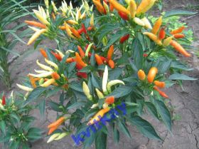 Насіння Семена ^/--/^ Семена перца острого Вьетнамский Capsicum VIETNAMESE - фото фото фото