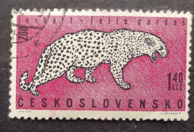 Фауна Фауна ^/--/^ Чехословакия 1962 г - Животные пражских зоопарков. Леопард ^_^^^ Чехословаччина 1962 р. Тварини празьких зоопарків. Леопард - фото фото фото