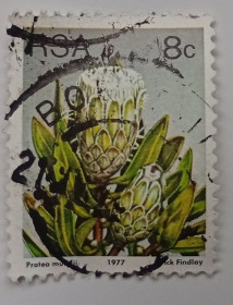 ПАР ЮАР ^/--/^ ЮАР 1977 Протея, флора, 8 /--/ с, гашеная ^_^^^ ПАР 1977 Протея, флора, 8 /--/ с, гашена - фото фото фото