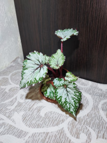Кімнатні Комнатные ^/--/^ Бегонія Рекс  (begonia rex red gem) ^_^^^ Бегония Рекс (begonia rex red gem) - фото фото фото