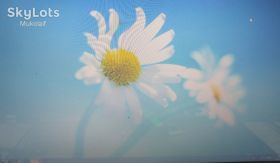 Матриці Матрицы ^/--/^ N /--/ 0175 Acer 5253 Матриця 15,6 Led 40 /--/ pin ^_^^^ N /--/ 0175 Acer 5253 Матрица 15,6 Led 40 /--/ pin - фото фото фото