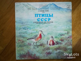 Платівки Пластинки ^/--/^ Птицы СССР-Определитель по голосам  (кулики)-Ex.-Мелодия ^_^^^ Птахи СРСР-Визначник за голосами (кулики)-Ex.-Мелодія - фото фото фото