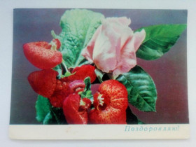 СРСР СССР ^/--/^ Открытка СССР 1970 г. ПОЗДОРОВЛЯЮ ! , фото ШАМШИНА, &amp;quot;Радянська Украiна&amp;quot; Киев, чист ^_^^^ Листівка СРСР 1970 ПОЗДОРОВЛЯЮ! , фото ШАМШИНА, &amp;quot;Радянська Україна &amp;quot; Київ, чистий - фото фото фото
