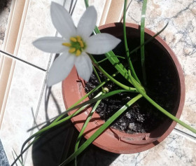 Кімнатні Комнатные ^/--/^ кімнатний крокус зефірантес білий ^_^^^ комнатный крокус зефирантес белый - фото фото фото