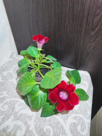 Кімнатні Комнатные ^/--/^ Сіннінгія Аванті ПЕРЕЦВІТ    (sinningia speciosa avanti scarlet) ^_^^^ Синнингия Аванти (sinningia speciosa avanti scarlet) - фото фото фото