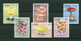 Флора Флора ^/--/^ КУБА Грибы Гашенная ^_^^^ Куба Гриби Гашенна - фото фото фото