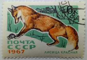 СРСР - СССР - ^/--/^ СССР 1967 Животные, фауна, лисица красная, гашеная ^_^^^ СРСР 1967 Тварини, фауна, лисиця червона, гашена - фото фото фото