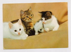 Іноземні Иностранные ^/--/^ КОТЯТА - КОТ   1986 г.   ГДР - ГЕРМАНИЯ  чистая  ^_^^^ КОТЯТА - КОТ 1986 р. НДР - Німеччина чиста - фото фото фото
