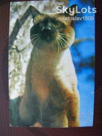 Календарі Календари ^/--/^ календарик СССР  (1980 г ) ^_^^^ календарик СРСР (1980) - фото фото фото