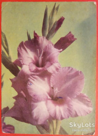 СРСР СССР ^/--/^ СССР 1969 флора цветы ХМПК Зак. 15046 прошла почту ^_^^^ СРСР 1969 флора квіти ХМПК Зак. 15046 пройшла пошту - фото фото фото