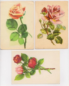 СРСР СССР ^/--/^ РОЗА - РОЗЫ - ЦВЕТЫ  1969, 1971, 1975 г. - Эстонская ССР  3 шт.   ^_^^^ РОЗИ - КВІТИ 1969, 1971, 1975 р. - Естонська РСР 3 шт. - фото фото фото