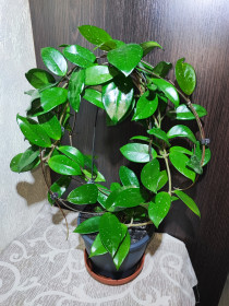 Кімнатні Комнатные ^/--/^ Хойя карноза    (hoya carnosa) ^_^^^ Хойя карноза (hoya carnosa) - фото фото фото