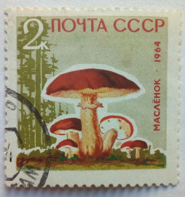 СРСР - СССР - ^/--/^ СССР 1964 Грибы, масленок, гашеная ^_^^^ СРСР 1964 Гриби, масляний, гашена - фото фото фото