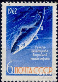 СРСР - СССР - ^/--/^ СССР 1962 фауна рыбы СК 2646 MNH ^_^^^ СРСР 1962 фауна риби СК 2646 MNH - фото фото фото