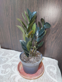 Кімнатні Комнатные ^/--/^ Заміокулькас замієлистий Равен    (zamioculcas zamiifolia raven) ^_^^^ Замиокулькас замеелистный Равен (zamioculcas zamiifolia raven) - фото фото фото