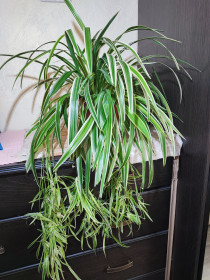 Кімнатні Комнатные ^/--/^ Хлорофітум Чубатий Оушен  (chlorophytum comosum ocean) ^_^^^ Хлорофитум Чубатый Оушен (chlorophytum comosum ocean) - фото фото фото