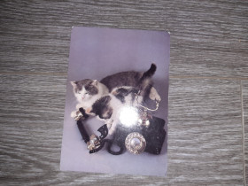 СРСР СССР ^/--/^ Открытка СССР котята 1989 /--/ г. ^_^^^ Листівка СРСР котята 1989 /--/ р. - фото фото фото