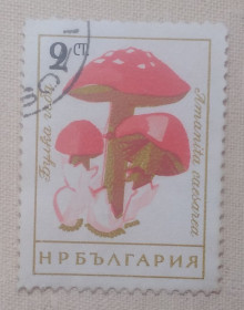 Флора Флора ^/--/^ Болгария 1961 г - мухомо́р золотистый   (Amanita caesarea), гаш ^_^^^ Болгарія 1961 р - мухомор золотистий (Amanita caesarea), гаш - фото фото фото