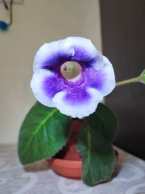 Кімнатні Комнатные ^/--/^ Сіннінгія Аванті Перецвіт    (sinningia speciosa avanti blue with white) ^_^^^ Синнингия Аванти (sinningia speciosa avanti blue with white) - фото фото фото