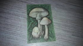 Інше Другое ^/--/^ Открытка рисованная Мухомор вонючий Грибы ^_^^^ Листівка мальована Мухомор вонючий Гриби - фото фото фото