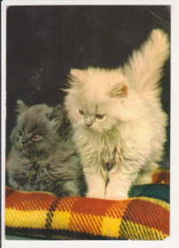 СРСР СССР ^/--/^ Фауна Коти Кошенята    (підписана) ^_^^^ Фауна Коты Кошенята (подписана) - фото фото фото