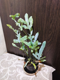 Кімнатні Комнатные ^/--/^ Флебодіум золотистий Блю Стар   (phlebodium aureum &amp;apos;blue star&amp;apos;) ^_^^^ Флебодиум золотистый Блю Стар (phlebodium aureum &amp;apos;blue star&amp;apos;) - фото фото фото