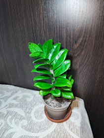 Кімнатні Комнатные ^/--/^ Заміокулькас Зензі    (zamioculcas zamiifolia zenzi) ^_^^^ Замиокулькас Зензи (zamioculcas zamiifolia zenzi) - фото фото фото