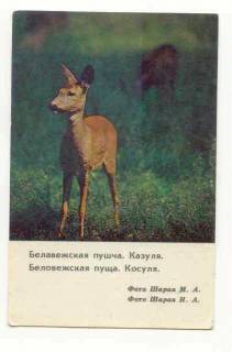 Календарі Календари ^/--/^ СССР 1984 Календарик Флора Фауна  Косуля Шарай ^_^^^ 1984 — Календарик Флора Фауна Косуля Шарай - фото фото фото