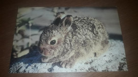 Інше Другое ^/--/^ Открытка Животные Зайчонок Фото Николаенко 1986 чистая ^_^^^ Тварини Зайчонок Фото Ніколаєнко 1986 чиста - фото фото фото