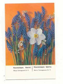 Календарі Календари ^/--/^ СССР 1988 Календарик  Флора Фауна   Цветы Гончаренко ^_^^^ СРСР 1988 Календарик Флора Фауна Квіти Гончаренко - фото фото фото