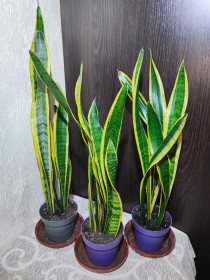 Кімнатні Комнатные ^/--/^ Сансевієрія трисмугова Лауренті  (sansevieria trafasciata laurentii) ^_^^^ Сансевиерия трехполосная Лауренти (sansevieria trafasciata laurentii) - фото фото фото