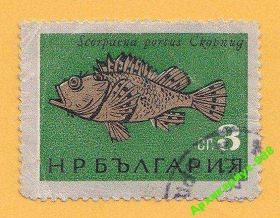 Фауна Фауна ^/--/^ ФАУНА БОЛГАРИЯ Животные РЫБЫ Природа МОРЕ От 1 грн ^_^^^ ФАУНА БОЛГАРІЯ Тварини Риби Природа Море від 1 грн - фото фото фото
